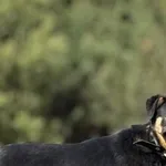 Imię: Romuś Chip: 616093903060417 Płeć : Samiec Wiek: czerwiec 2024 Wielkość: mały Dzieci: w wieku szkolnym Kastracja/sterylizacja: tak Inne Psy: akceptuje inne psy Charakter: Romuś to delikatny nieśm