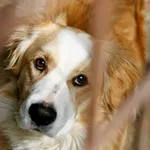 Znaleziono psa, Wałbrzych, 11 kwietnia 2025