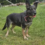 Pies do adopcji, Zgierz, 22 kwietnia 2025