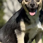 Imię: Zdziniu Chip: 616093903021857 Płeć : Samiec Wiek: styczeń 2022 Wielkość: mały Dzieci: w wieku szkolnym Kastracja/sterylizacja: tak Inne Psy: akceptuje inne psy Charakter: Zdziniu to delikatny ch