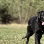 Imię: Kazia Chip: 616093902550514 Płeć : Samica Wiek: czerwiec 2024 Wielkość: średni Dzieci: w wieku szkolnym Kastracja/sterylizacja: tak Inne Psy: akceptuje inne psy Charakter: Kazia to energiczna dz