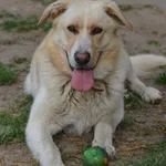 Pies do adopcji, Mielec, 23 kwietnia 2025