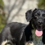 Imię: Zeusek Chip: 616093903021861 Płeć : Samiec Wiek: lipiec 2024 Wielkość: mały Dzieci: w wieku szkolnym Kastracja/sterylizacja: tak Inne Psy: akceptuje inne psy Charakter: Zeusek to delikatny psiak