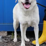 Znaleziono psa, Łódź, 23 kwietnia 2025