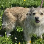 Pies do adopcji, Ropczyce, 24 kwietnia 2025