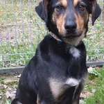 Znaleziono psa, Nowa Krępa, 11 kwietnia 2025