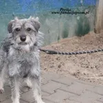 Pies do adopcji, Nowy Dwór Mazowiecki, 24 kwietnia 2025