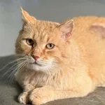 Znaleziono kota, Lublin, 18 kwietnia 2025