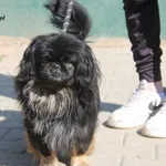 Pies do adopcji, Nowy Dwór Mazowiecki, 23 kwietnia 2025