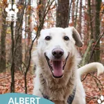 Albert