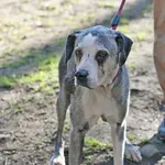 Znaleziono psa, Wałbrzych, 2 kwietnia 2025