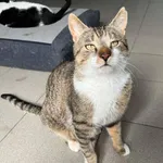 Znaleziono kota, Lublin, 20 kwietnia 2025