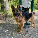 Pies do adopcji, gmina Platerówka, 23 kwietnia 2025