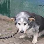 Pies do adopcji, Nowy Dwór Mazowiecki, 24 kwietnia 2025