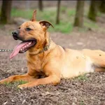 Znaleziono psa, Grudziądz, 27 lipca 2024