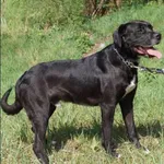 Znaleziono psa, Grudziądz, 27 września 2024