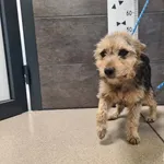 Imię: Przyjęty: 2025-03-31 Płeć: Suka Opis: mieszaniec, czarne - podpalane Wiek: ok. 5 lat