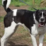 Znaleziono psa, Grudziądz, 27 września 2024