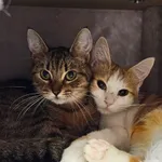 Kot do adopcji, Szczecin, 25 kwietnia 2025