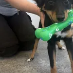 Pies do adopcji, Henrykowo, 25 kwietnia 2025