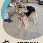 Znaleziono psa, Dąbrówka, 7 kwietnia 2025