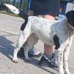 Znaleziono psa, Pieckowo, 22 kwietnia 2025