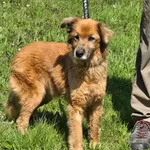 Pies do adopcji, Ropczyce, 15 kwietnia 2025