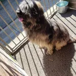 Znaleziono psa, Sosnowiec, 19 kwietnia 2025