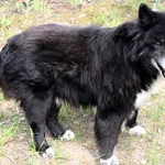 Znaleziono psa, Pieckowo, 18 kwietnia 2025