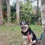 Znaleziono psa, Olsztyn, 25 kwietnia 2025