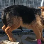 Znaleziono psa, Pieckowo, 16 kwietnia 2025