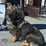 Znaleziono psa, Pieckowo, 7 kwietnia 2025