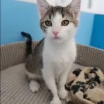 Znaleziono kota, Grudziądz, 31 stycznia 2025