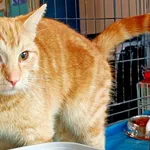 Znaleziono kota, Wałbrzych, 23 kwietnia 2025