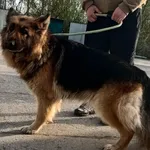 Znaleziono psa, Pieckowo, 18 kwietnia 2025