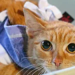 Znaleziono kota, Wałbrzych, 2 kwietnia 2025