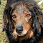 Znaleziono psa, Pieckowo, 16 kwietnia 2025