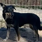 Znaleziono psa, Pieckowo, 7 kwietnia 2025