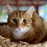 Znaleziono kota, Chojnice, 10 kwietnia 2025