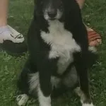 Zaginął Amik - Kraków Bieżanów 