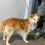 Znaleziono psa, Bydgoszcz, 29 marca 2025