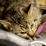 Znaleziono kota, Wałbrzych, 15 kwietnia 2025