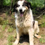 Znaleziono psa, Pieckowo, 18 kwietnia 2025