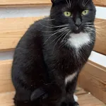 Znaleziono kota, Lublin, 25 kwietnia 2025