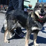 Znaleziono psa, Pieckowo, 7 kwietnia 2025