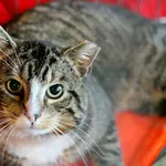 Znaleziono kota, Wałbrzych, 1 kwietnia 2025