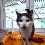 Kot do adopcji, Olsztyn, 8 kwietnia 2025