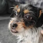 Daisy- podopieczna Fundacji Pieskowo szuka domu ❤ Daisy ma 7 miesięcy, waży niecałe 4kg, szacujemy, że docelowo będzie ważyć około 6kg. Jest mała-niska, drobniutka, filigranowa, delikatna. Jest zaszcz