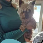 Znaleziono psa, Dąbrówka, 11 kwietnia 2025