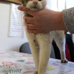 Znaleziono kota, Łódź, 26 kwietnia 2025